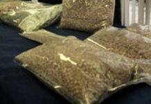 20 kilos de marijuana et 2 armes à feu saisies dans la région des Palmes