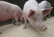 Grippe porcine ; en Haïti pas besoin de s’alarmer selon un médecin