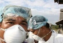 Haïti Grippe porcine ; un premier cas a été signalé