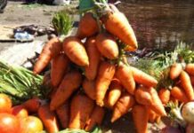 Journée mondiale de l’alimentation ; près de 2 millions d’Haïtiens vivent en insécurité alimentaire