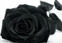 Haiti : Une seconde qui change tout…