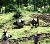 68 000 ménages en Haïti ont reçu des semences et des outils agricole.