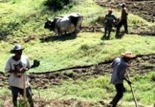 Haïti: Débat sur la Politique Agricole et sur le Plan National d’investissement agricole 2010-2012