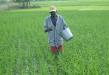 Le secteur agricole haïtien se porte bien selon Gary Mathieu