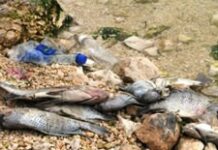 Des poissons du lac Azuei retrouvés morts mystérieusement