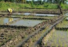 La CNSA tire la sonnette d’alarme sur une baisse de la production agricole