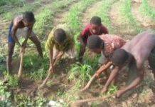 Célébration ce mardi de la journée mondiale contre le travail des enfants