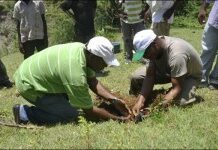 Vers le reboisement du parc Makaya dans le Sud du pays