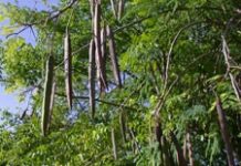 Le gouvernement encourage la culture du Moringa