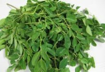 Le gouvernement élabore un programme de promotion du Moringa