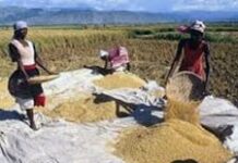 Le gouvernement élabore une politique de sécurité alimentaire