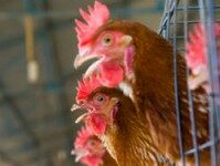 Les autorités haïtiennes interdisent L’importation et la vente de produits carnés en provenance de la République Dominicaine