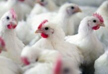 Le gouvernement crée une commission de vigilance face à la grippe aviaire