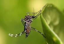 Épidémie de dengue dans le nord de la République Dominicaine menace Haïti