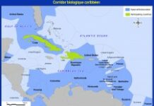 Le Corridor biologique caribéen, un potentiel de coopération internationale pour la conservation de la biodiversité dans la Caraïbe