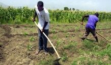 L’agriculture haïtienne suffit-elle à nourrir sa population ?