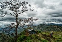 Préserver l’environnement : les solutions au déboisement