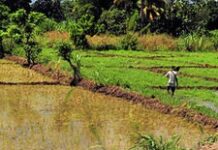 Le Canada contribue à accroître la sécurité alimentaire en Haïti