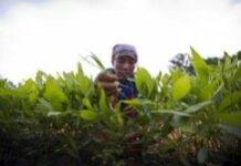 La faim recule dans le monde selon la FAO