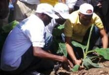 Martelly lance une ferme de banane organique