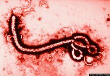 Lancement d’une campagne de sensibilisation contre la propagation d’Ebola.