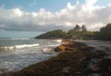 Les côtes haïtiennes envahies par les algues brunes nauséabondes